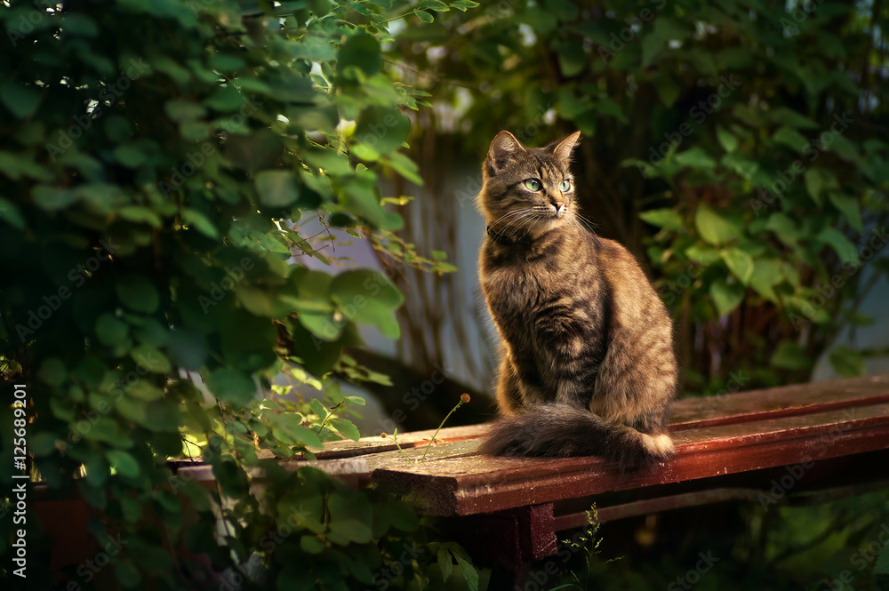 非常漂亮的虎斑猫，有着绿色的眼睛，夏天日落时坐在树下的长椅上