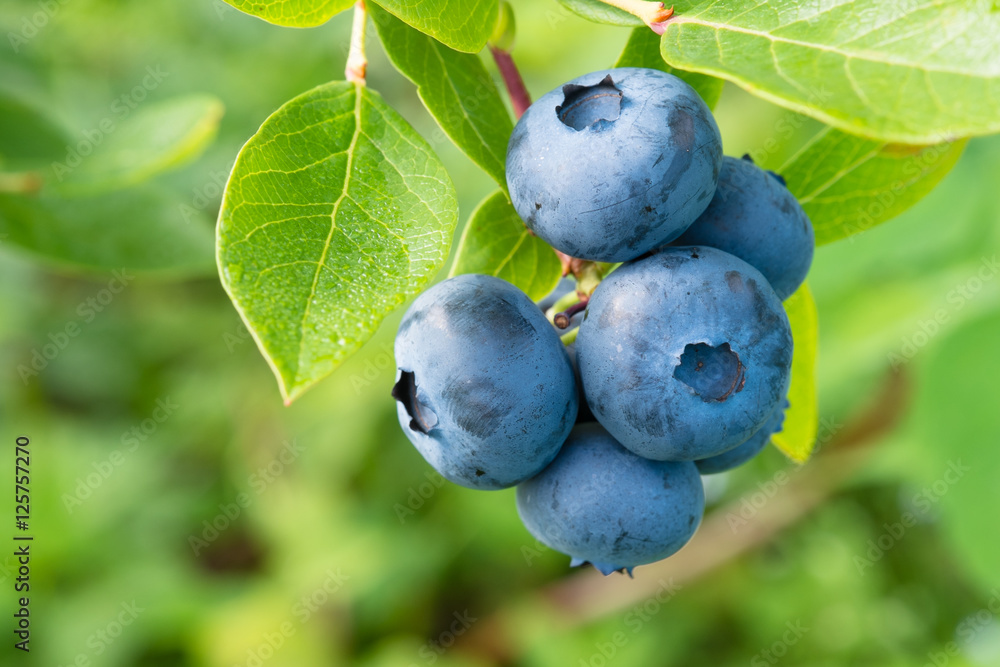 灌木上的新鲜有机蓝莓。特写