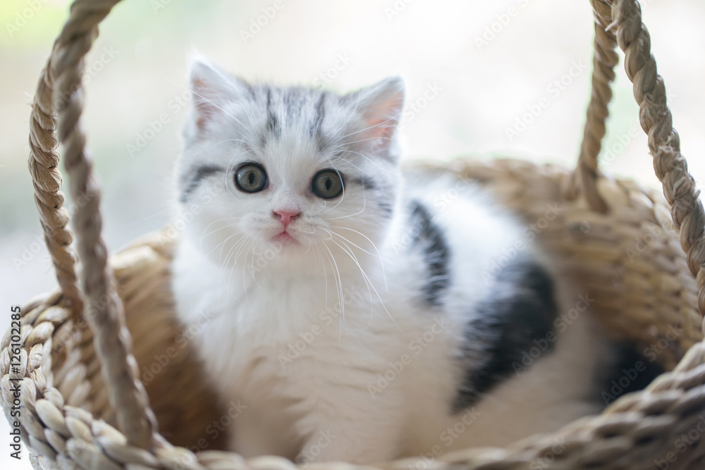 Lovely scottish fold kitten playing in the basket