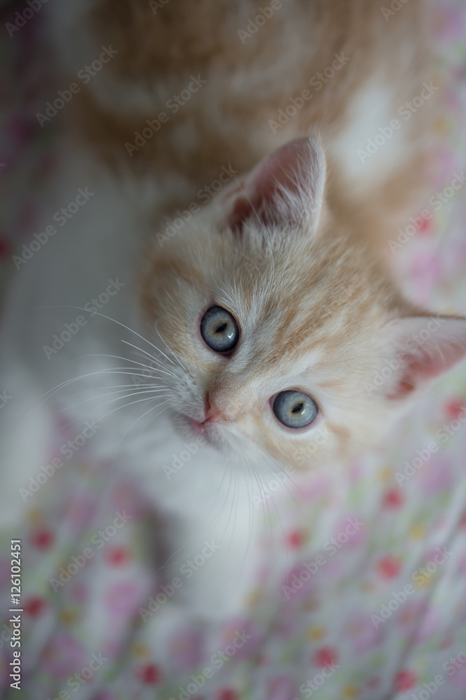 躺在地板上的可爱的虎斑苏格兰折叠小猫