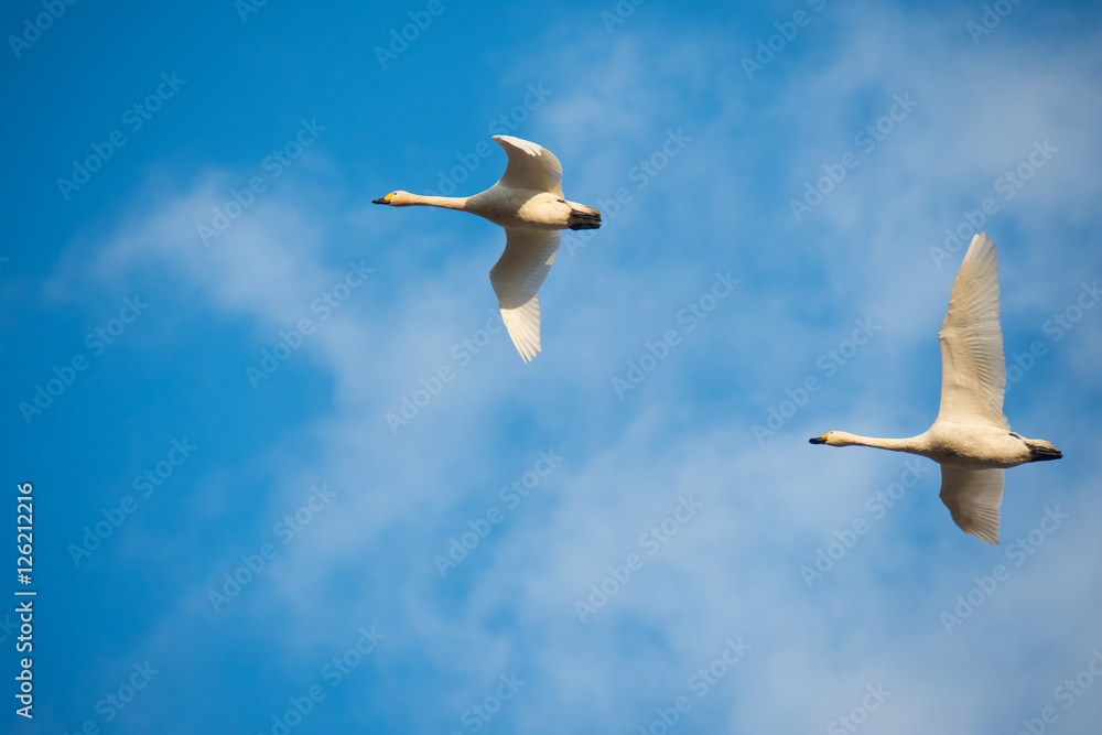 飛ぶ２羽の白鳥