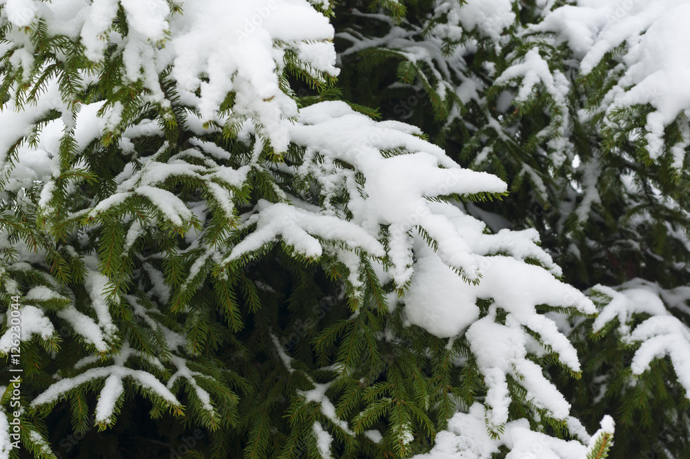 特写被雪覆盖的云杉。圣诞背景