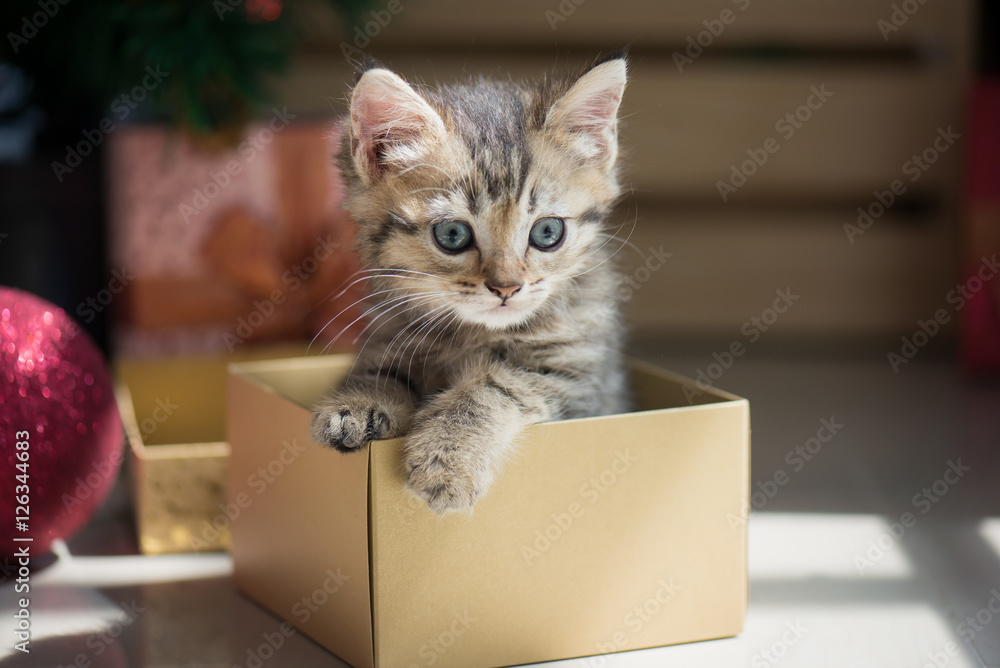 小猫在礼盒里玩耍