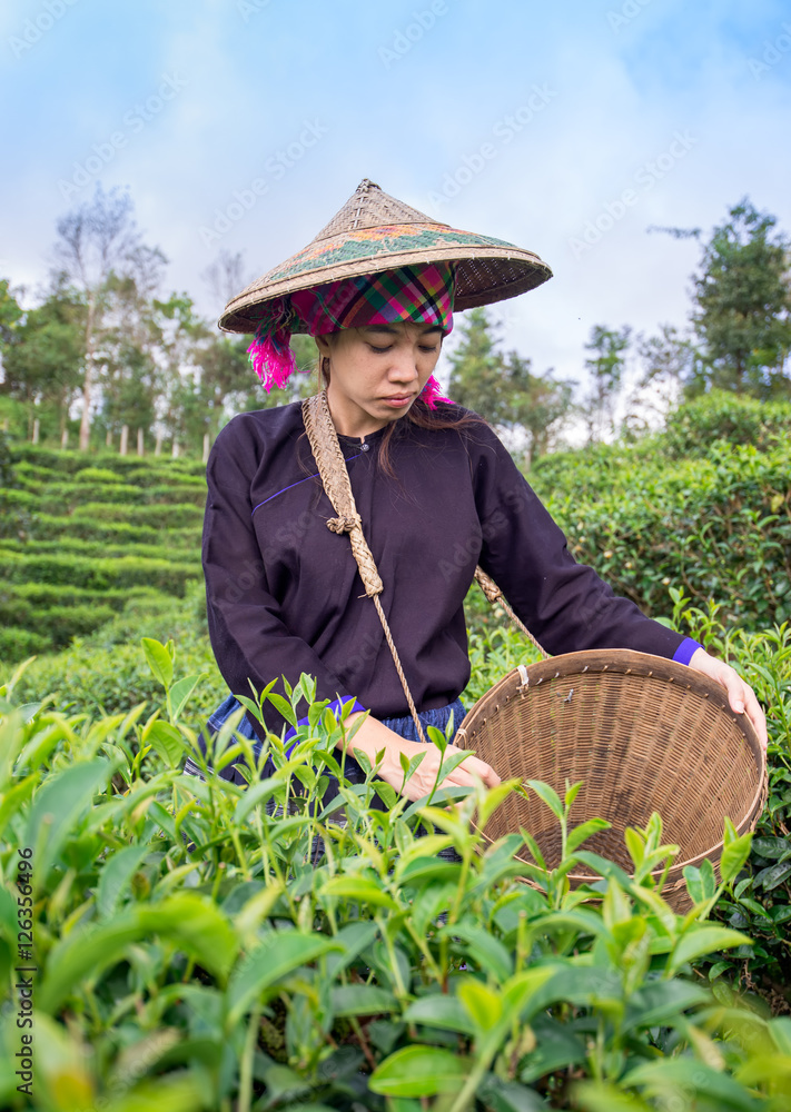 亚洲妇女在茶园采摘茶叶