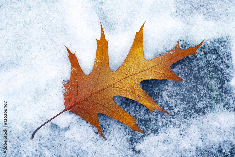 美丽的金色秋叶在雪地上的冬天特写微距。雪飘。在蓝白相间的背上