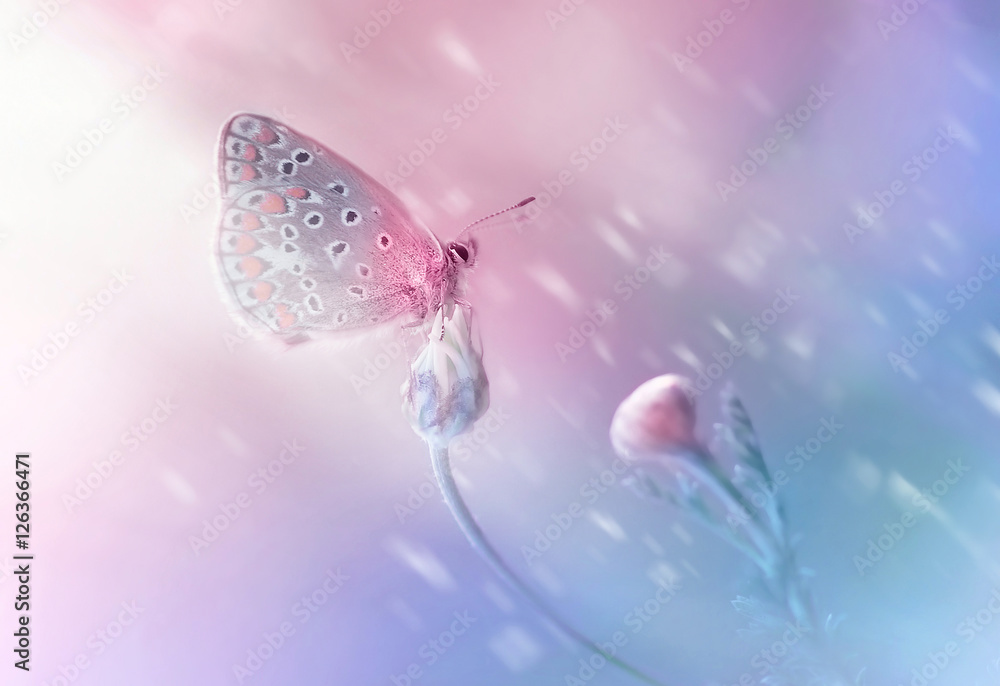 花上美丽精致优雅的蝴蝶，模糊的蓝色和粉色背景上有柔和的焦点