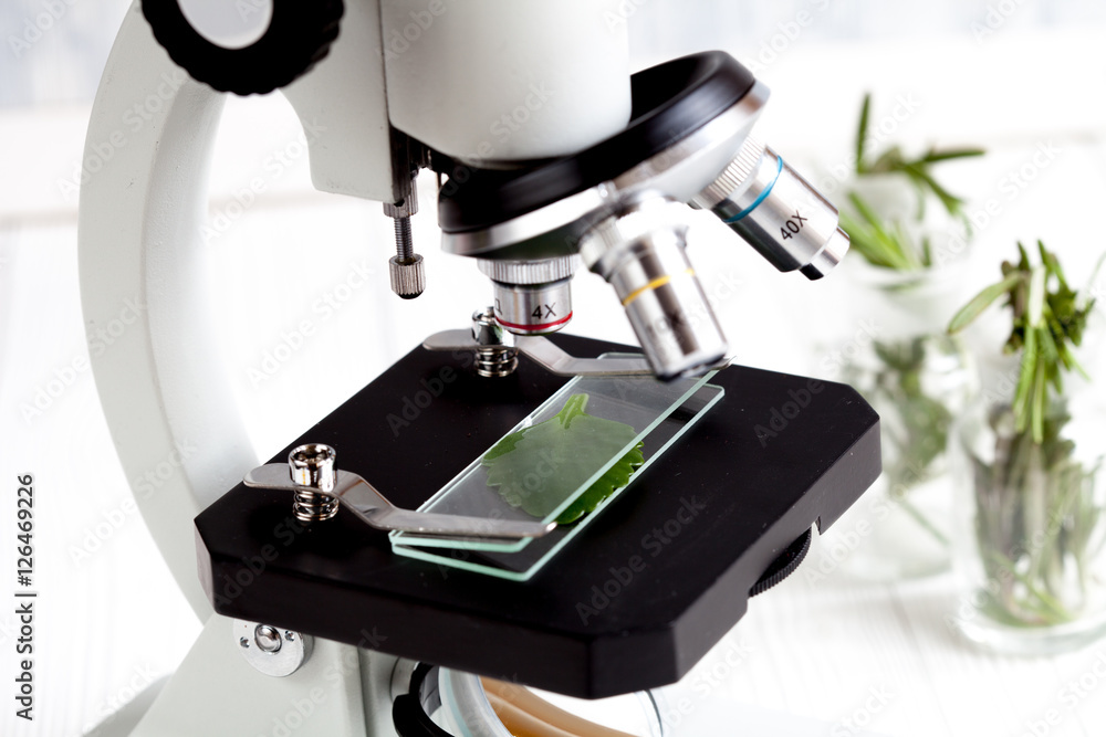 显微镜载玻片上的植物样品特写