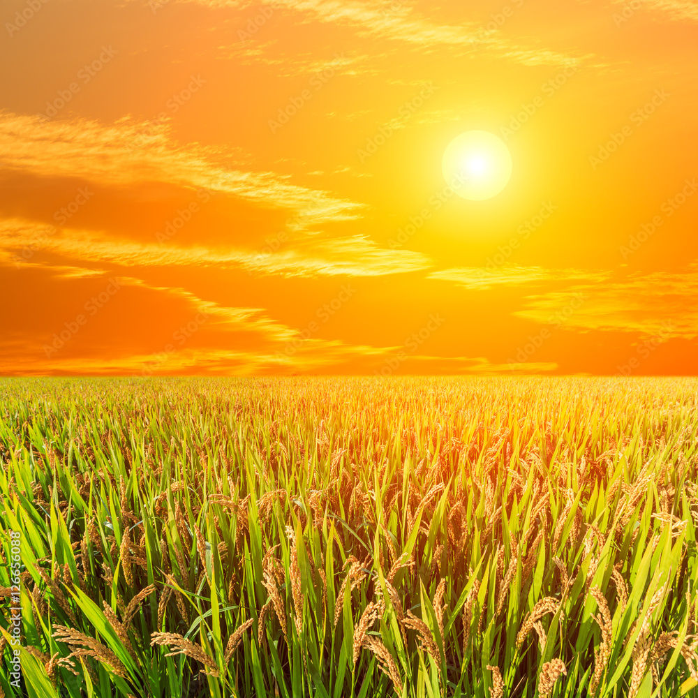 日落时分农田里的成熟水稻