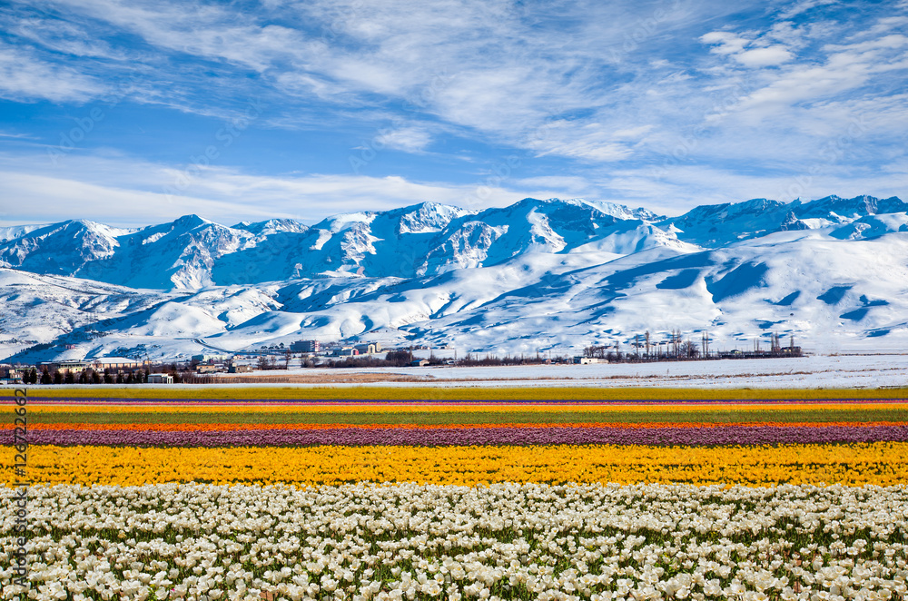 field of tulips next to white mountains