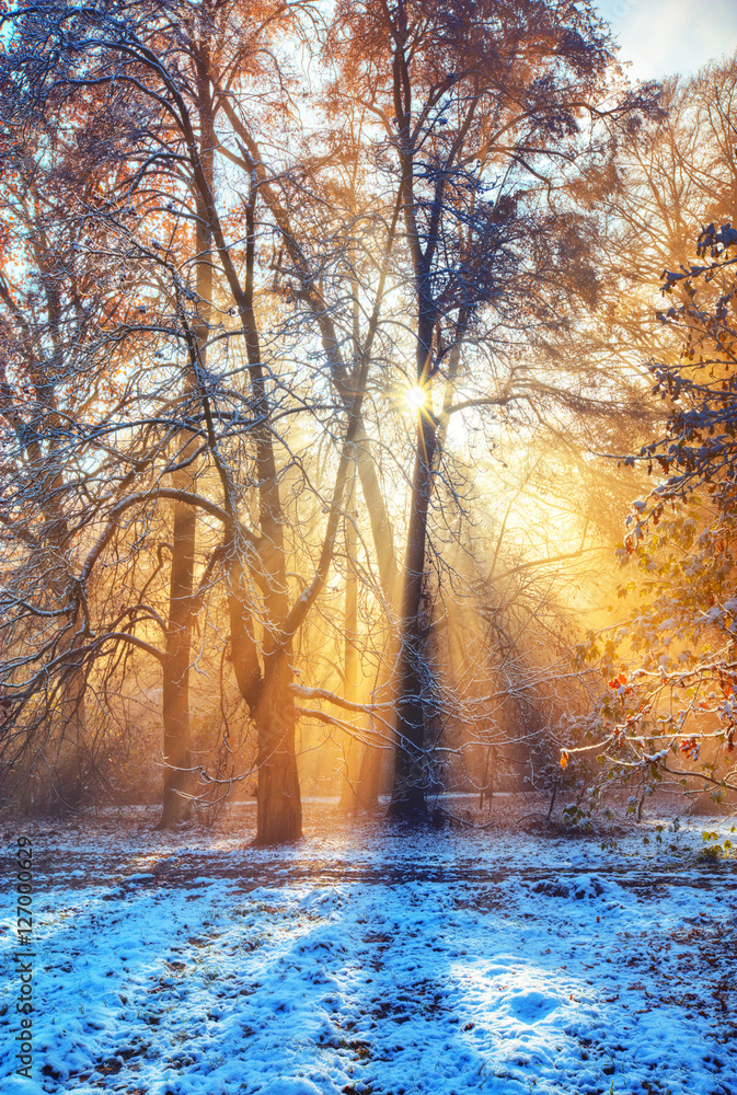 冬日森林里的清晨阳光