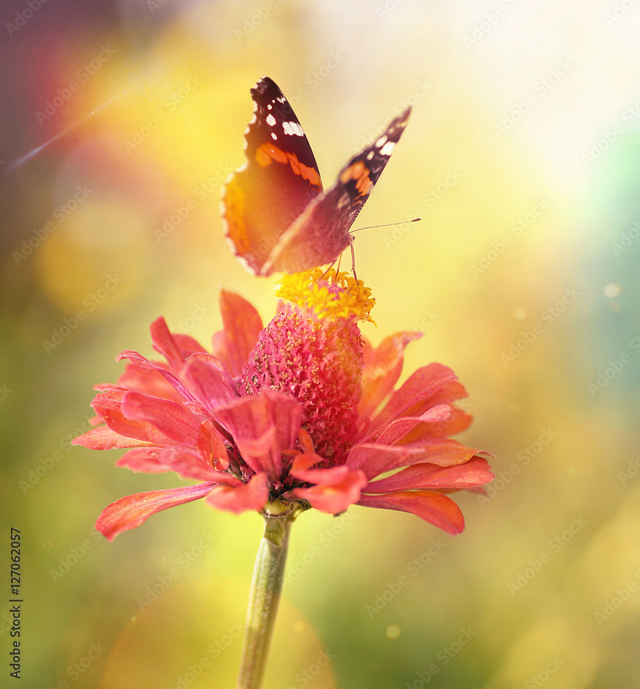蝴蝶在阳光下的花朵上的复古微距照片，美丽的柔和模糊的金色