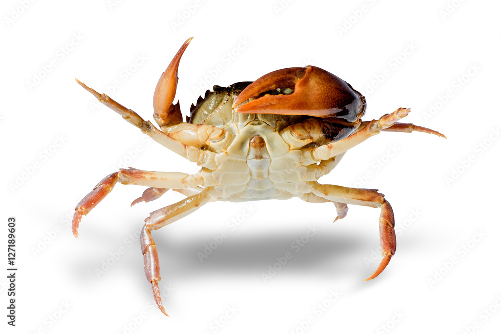 白色背景下的淡水螃蟹。泰国的Ricefield螃蟹。文件包含剪辑
