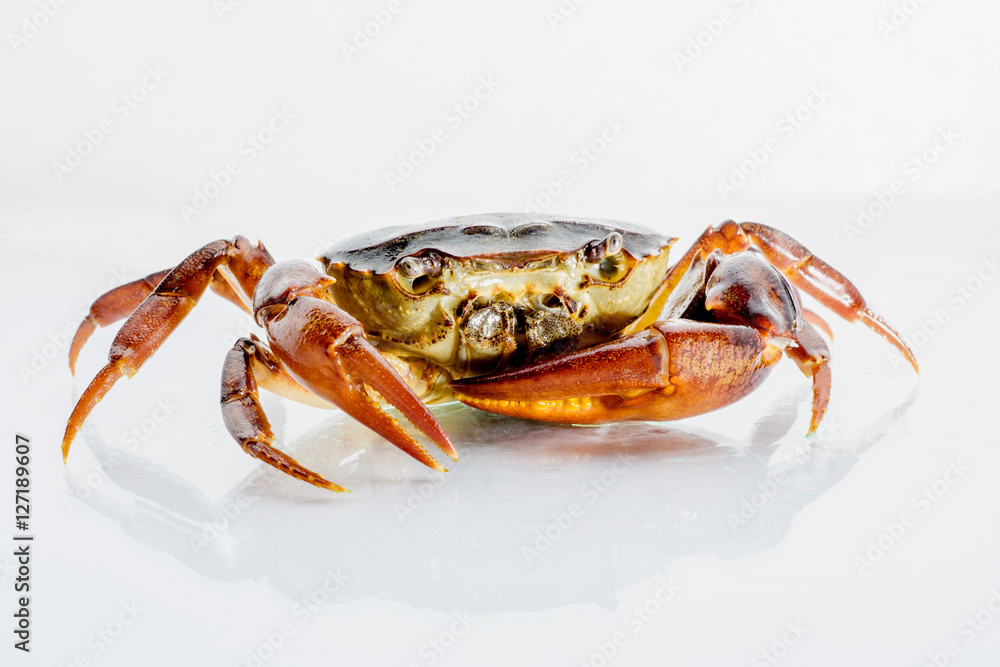 白色背景下的淡水螃蟹特写。泰国的Ricefield螃蟹。