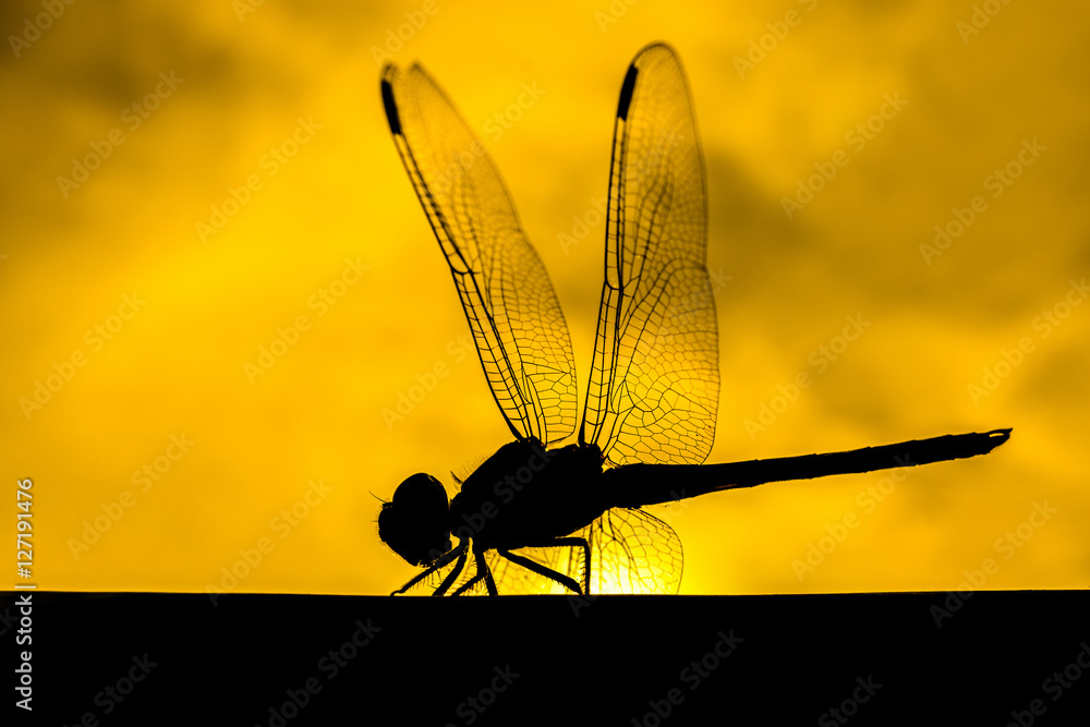 以剪影为背景的蜻蜓宏观图像。