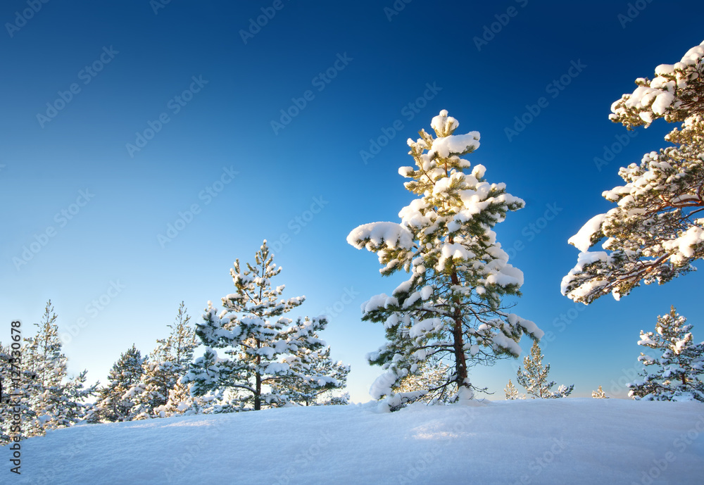 冬季景观中的树木