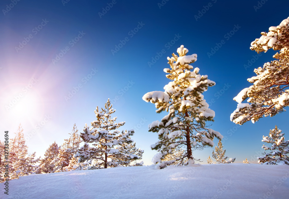 冬季景观中的树木