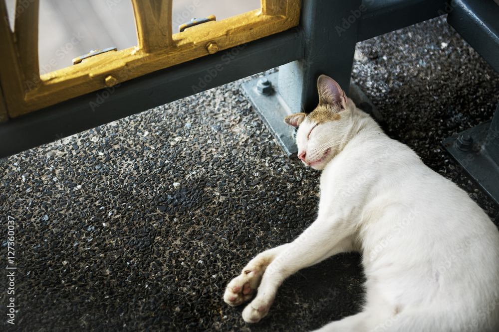 猫小猫睡步道路边动物概念
