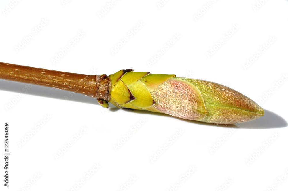 Bud from maple tree isolated on white background
