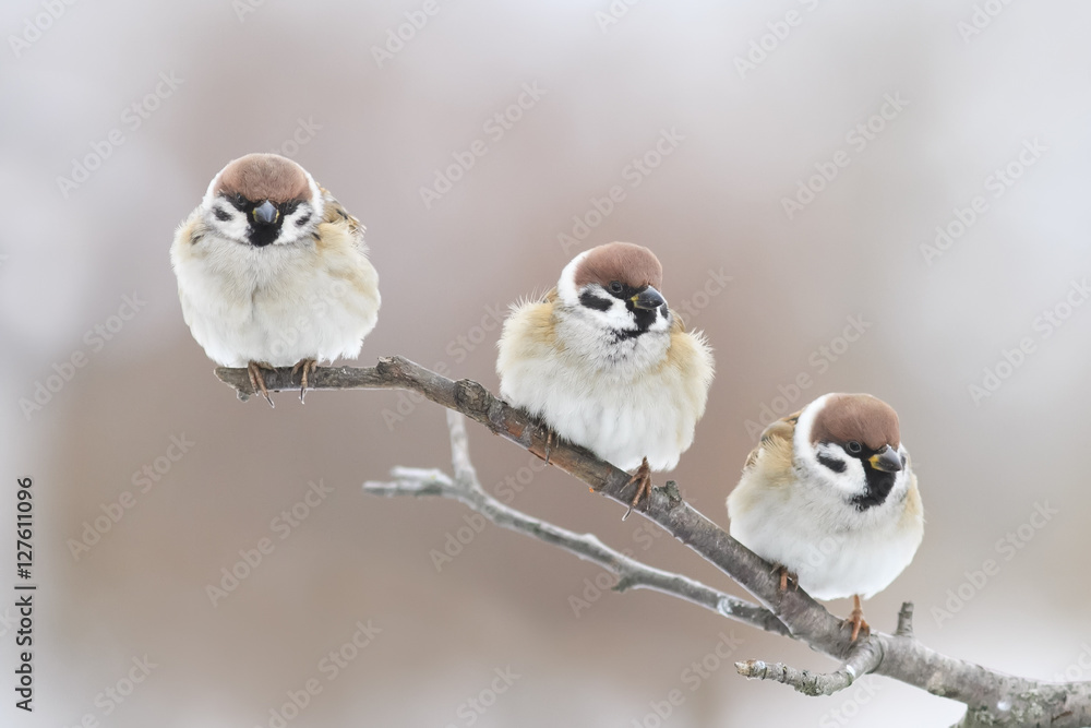 滑稽的三只胖鸟坐在公园的树枝上