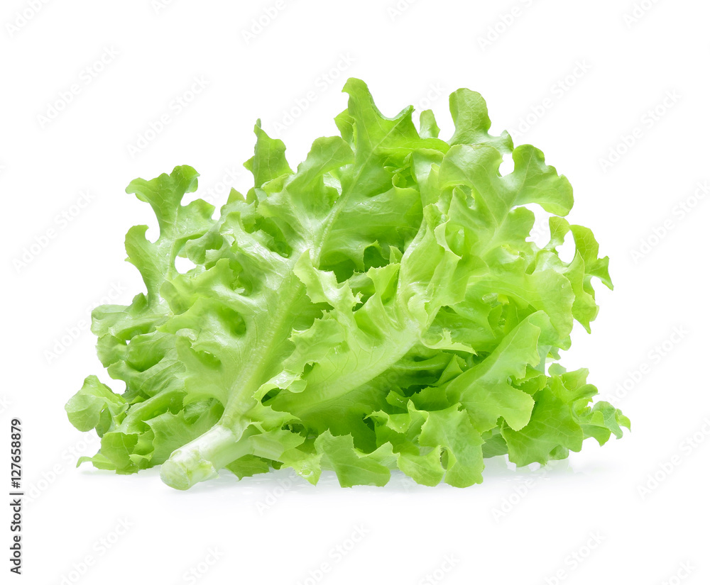 生菜，白底分离的绿橡木生菜