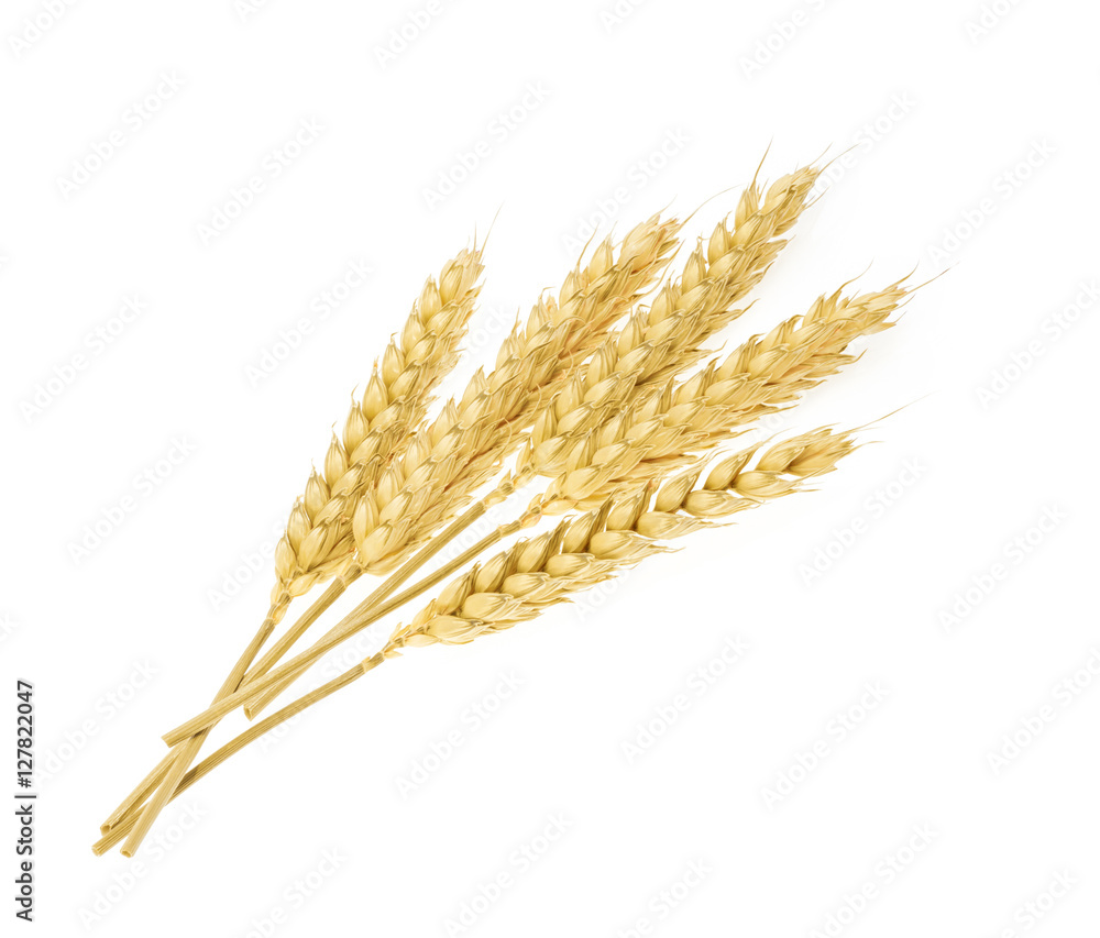 白色分离小麦