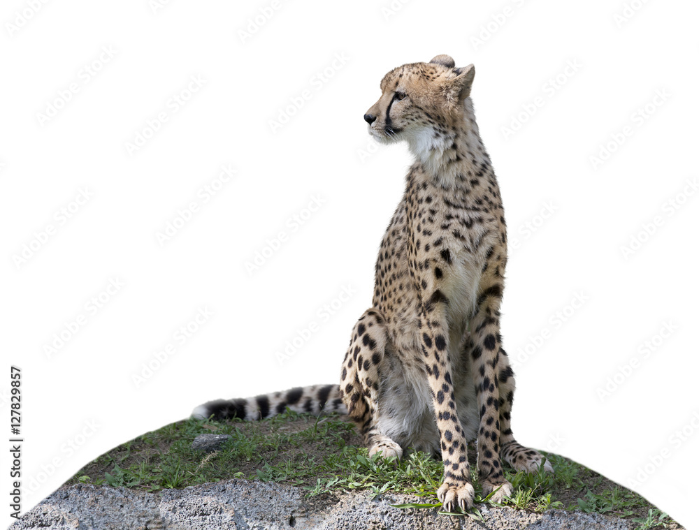 Cheetah sitting on a hill