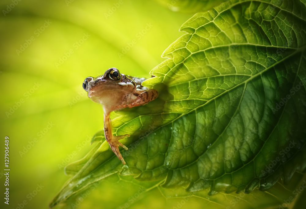 可爱有趣的小青蛙，春天或夏天坐在nat上看着绿叶