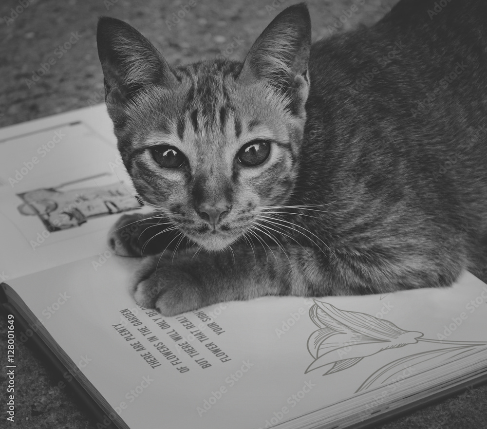 流浪猫玩书概念