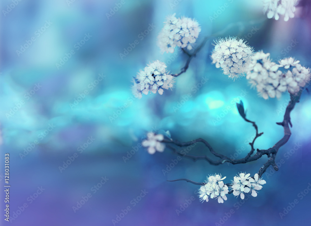 美丽的弯曲树枝和白色樱花在春天的特写，蓝色柔和的背景。Li