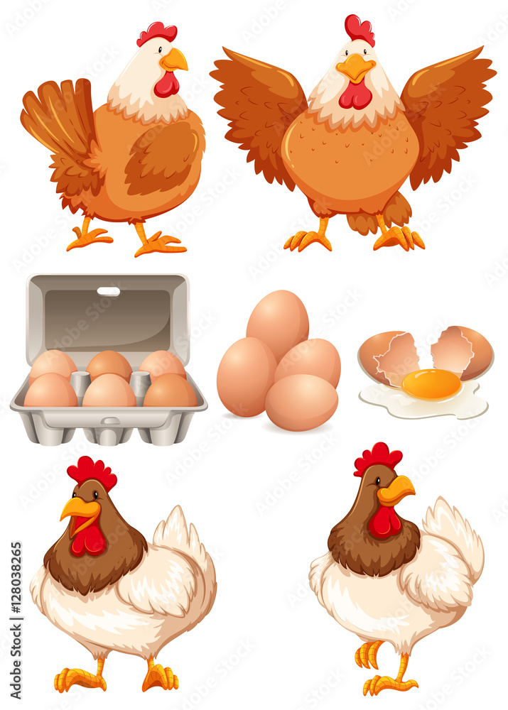 鸡和新鲜鸡蛋