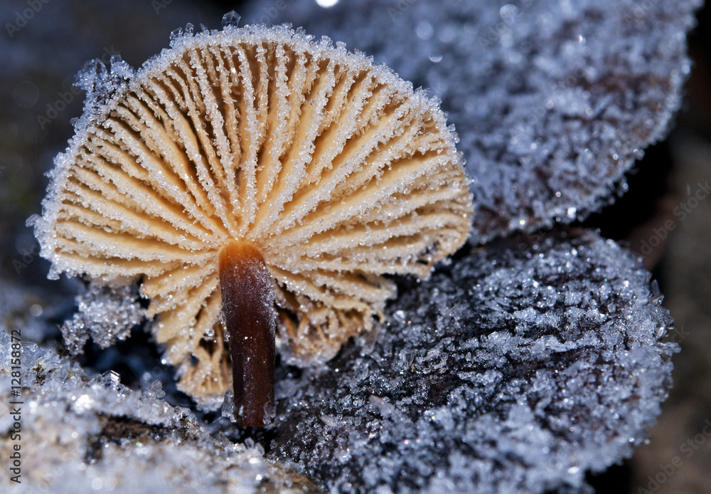 小蘑菇在闪闪发光的白霜中特写。
