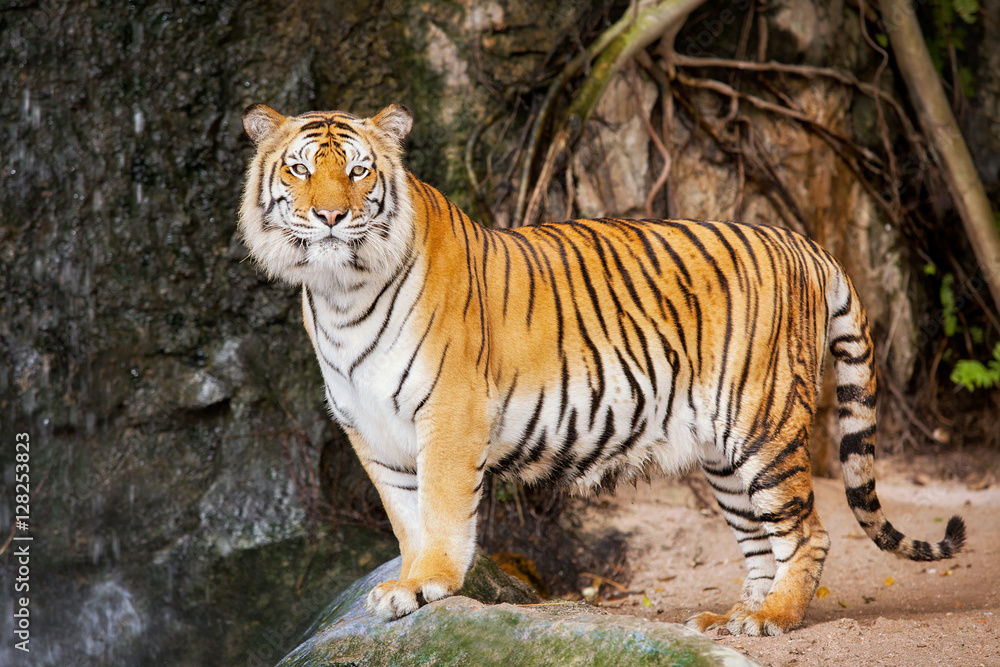 老虎的肖像。