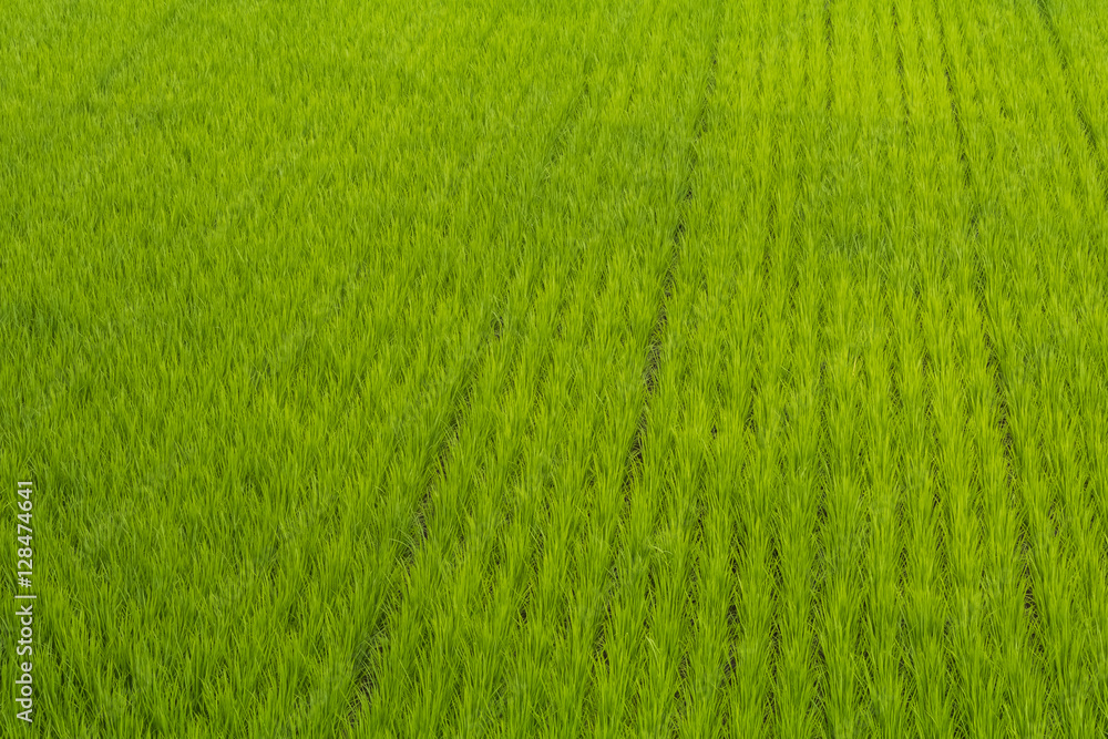 田園の緑　Rice field Japan of the fresh green