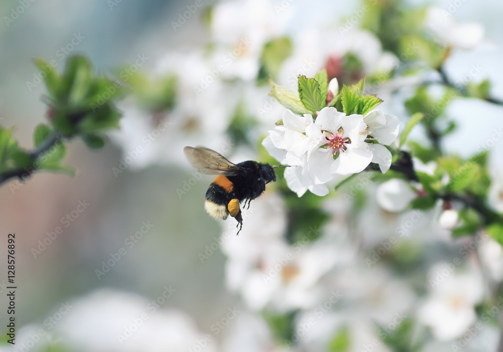 毛茸茸的大黄蜂朝着春天花园里一棵开花的苹果树枝飞去