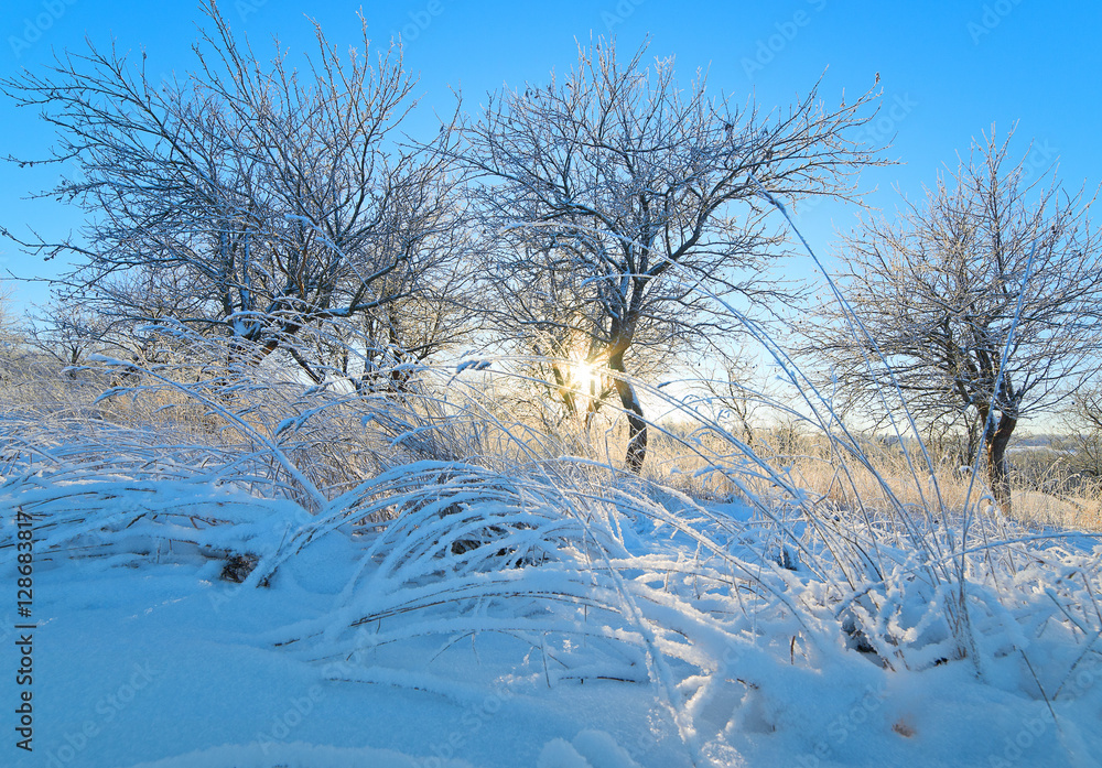 阳光透过被白霜覆盖的树枝和草地。