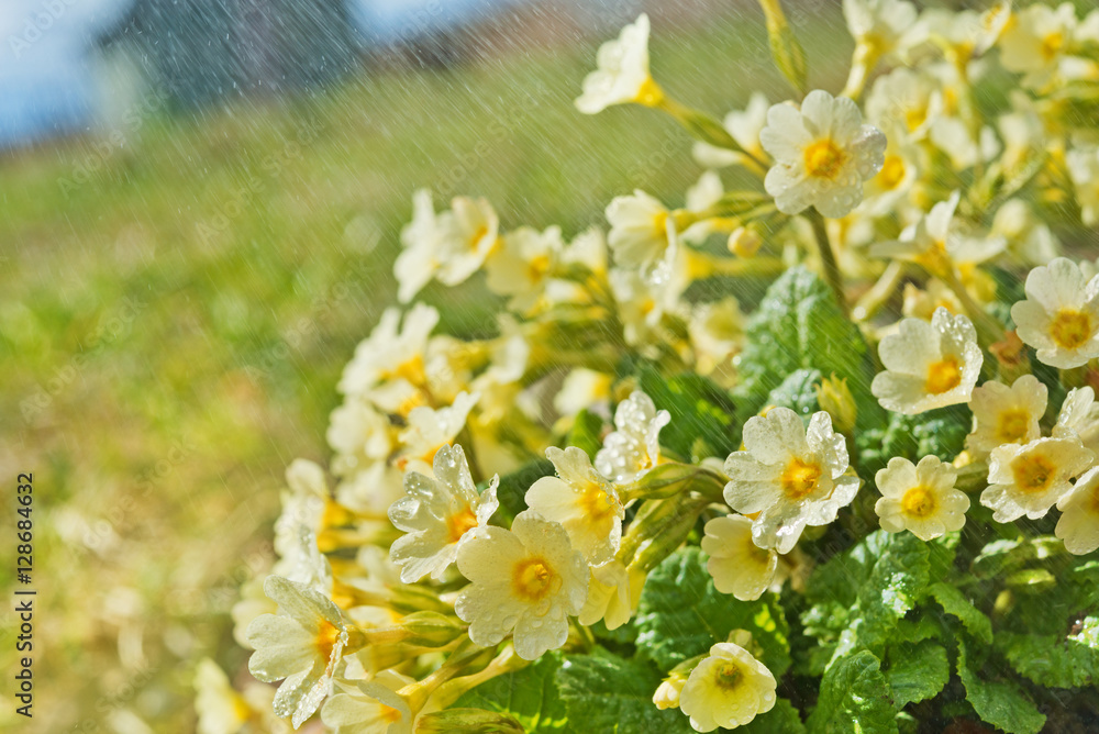 盲雨和黄色报春花的花园近了。在后台