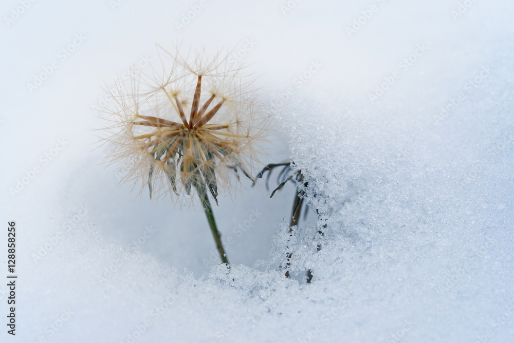 蒲公英覆盖着一层初雪。