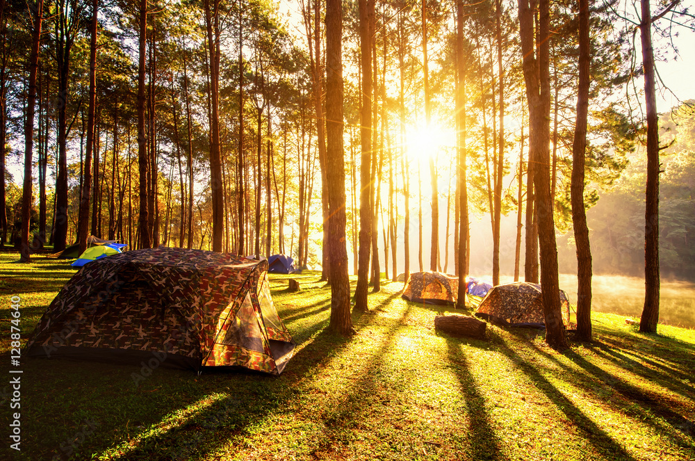 草地间森林营地的旅游帐篷