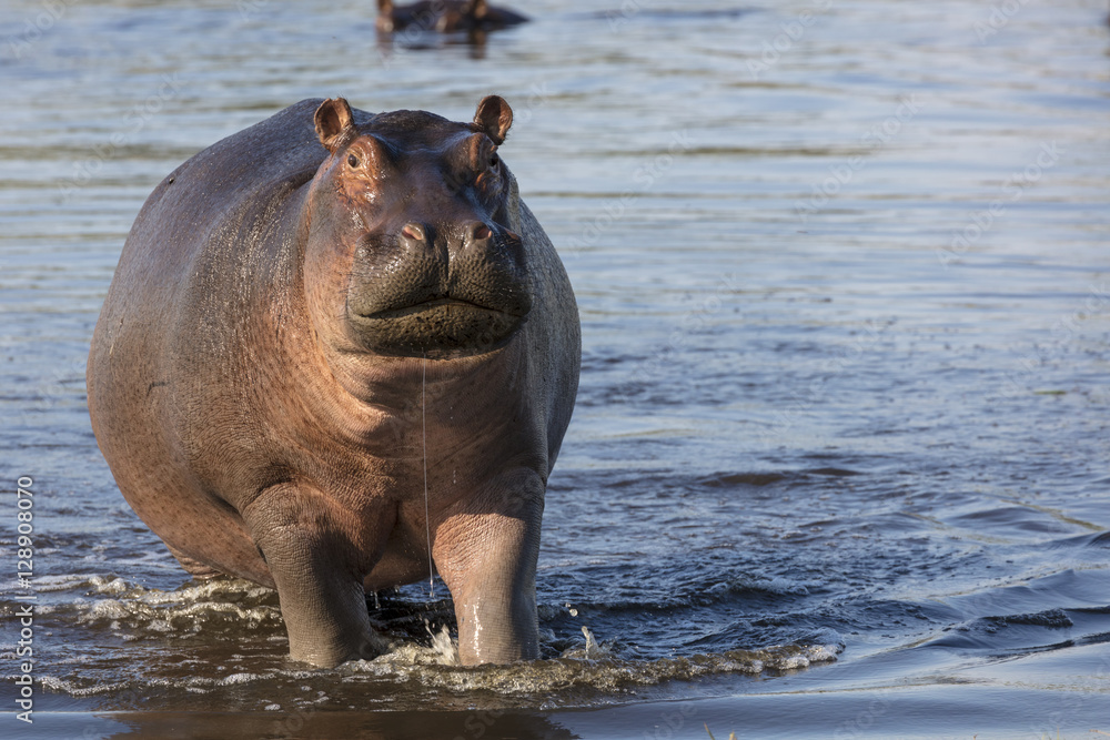 表现出攻击性的普通河马或河马（hippopotamus amphibius）。博茨瓦纳奥卡万戈三角洲