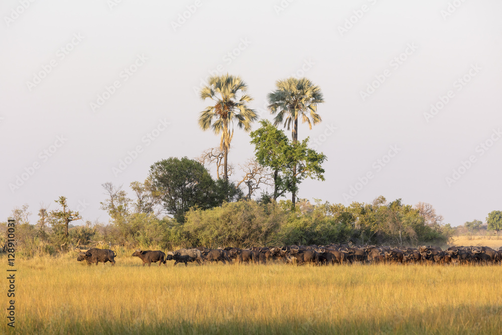 非洲水牛或开普水牛群。博茨瓦纳奥卡万戈三角洲。