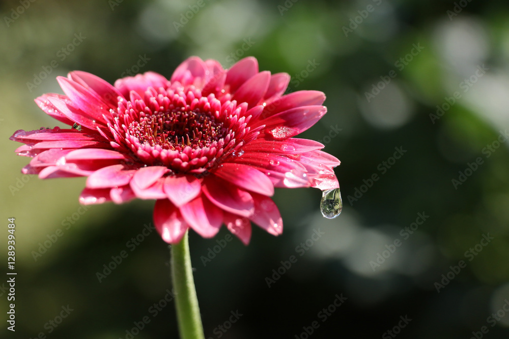 带水滴的粉色雏菊