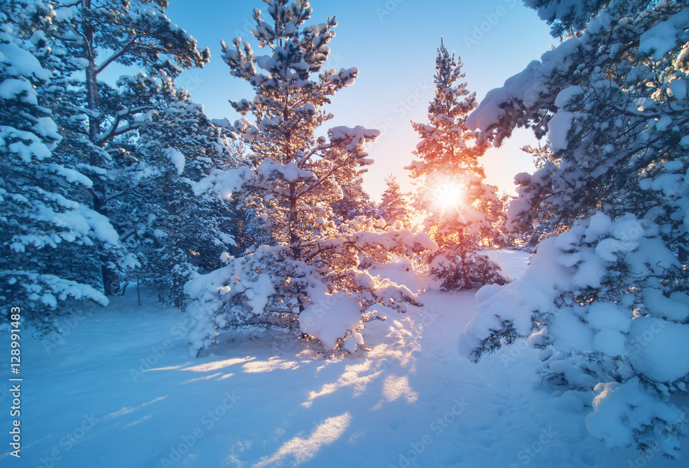 雪中傍晚的冬季景观中的美丽树木