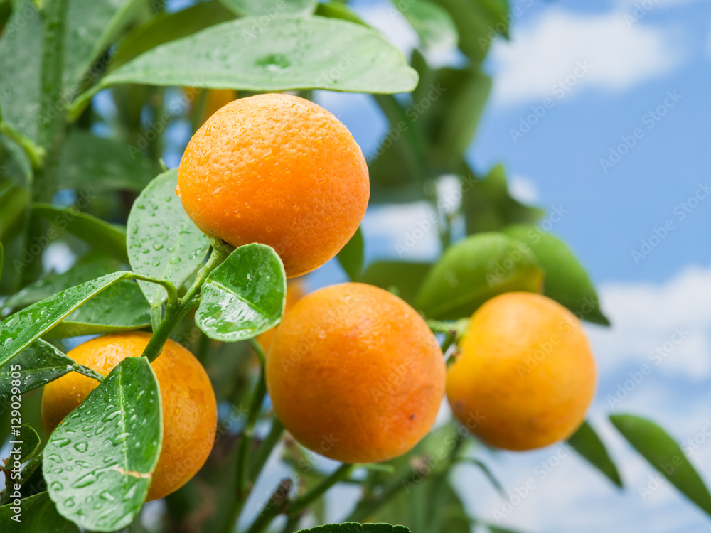 树上成熟的橘子果实。