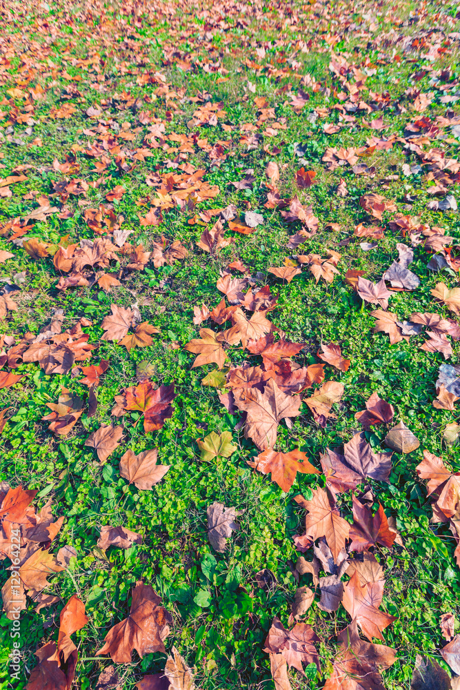 Plane tree leaves on the ground in autumn