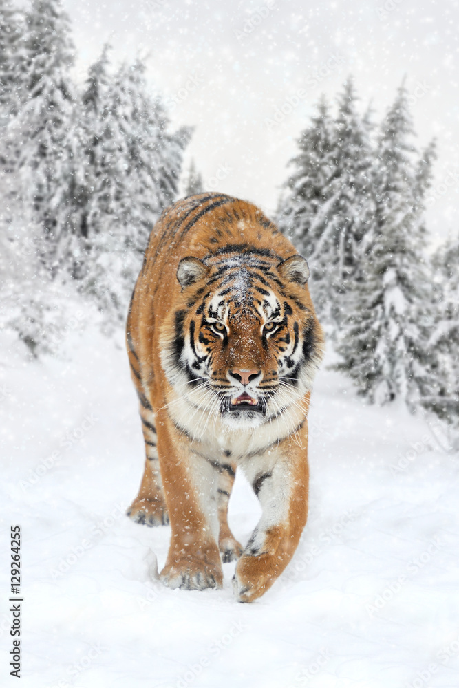 野生西伯利亚虎