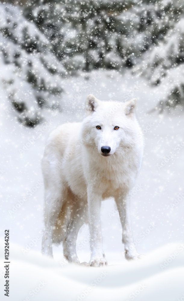 北极狼在大自然中的冬天