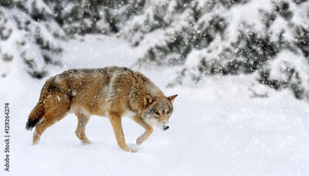 大自然中的狼的冬天