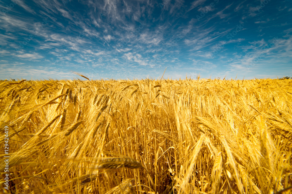 Field of Golden wheat under the blue sky and clouds