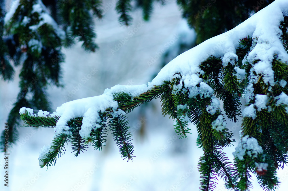 云杉树枝被雪覆盖