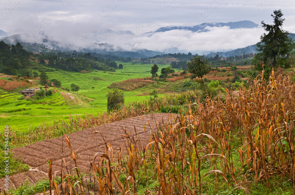 尼泊尔种植玉米和水稻的梯田。